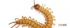 百足虫和蜈蚣的区别