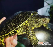 家庭养龟的方法及好处忌讳 家里养龟十大禁忌