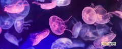 水母的介绍和特点