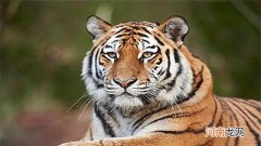 老虎最怕的动物是什么 老虎最怕什么动物