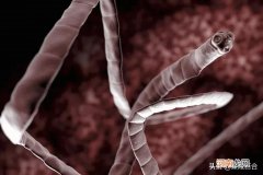 世界10大凶猛动物是什么 世界10大凶猛动物