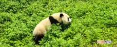 大熊猫有没有天敌