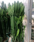 十大镇宅辟邪好养的植物 镇宅最吉利的三种花