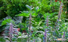 现在农村种什么最挣钱 农村种植致富项目