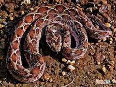 世界陆地毒蛇排名前十 毒蛇排名前十