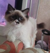 猫咪最信任你的表现 猫咪对人的信任分等级