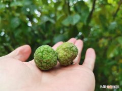 夏季黑坑草鱼用什么鱼饵最好钓 草鱼用什么鱼饵最好钓