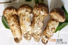 农业种植行业哪个最赚钱 十大暴利种植行业