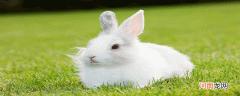 兔子是啮齿类动物吗