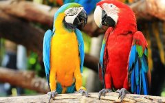 牡丹鹦鹉怎样分辨雌雄 牡丹鹦鹉怎么分辨雌雄