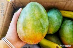 芒果用什么催熟比较快 芒果催熟哪种方法最快