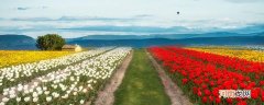 荷兰有什么之称 荷兰被称为什么之国