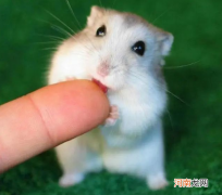 家里养什么宠物好养又干净 养什么宠物好养又干净