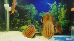 新手怎么养七彩神仙鱼 七彩神仙鱼好养吗