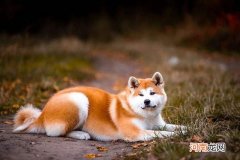 为什么秋田犬被禁养 秋田犬为什么禁养