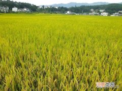 水稻在什么季节成熟 稻子什么季节成熟