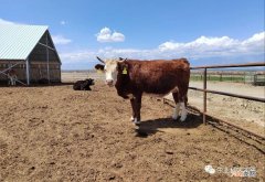 建一个养牛大棚多少钱 养牛场项目可行性研究报告