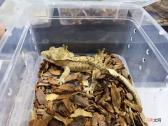 养殖的蛇会咬人吗 自己养的蛇会咬人吗