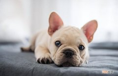 法国斗牛犬的颜色等级 法斗犬价格多少钱一只