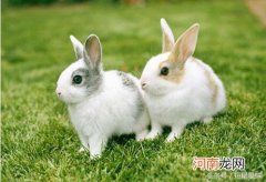 兔子几个月可以生小兔 兔子几个月大就可以繁殖小兔子