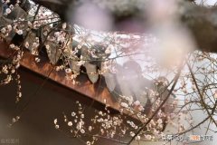 庭院内栽什么树镇宅旺财 门口种什么树对风水好又招财