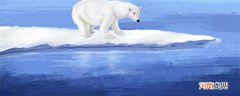 北极熊的哺乳方式是什么 北极熊是哺乳动物还是海洋动物