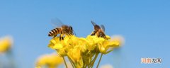 蜜蜂为什么会辨认方向的原因 蜜蜂怎样辨别方向回家的