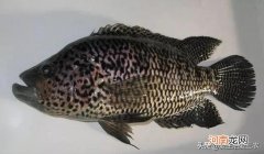 最好养的鱼有水就能活 十大养不死的淡水鱼