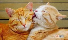 为什么猫是阴气很重的动物 猫为啥喜欢阴气重的人