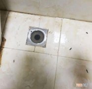 厕所全是小飞虫怎么办 厕所里面的黑色的小飞虫怎么处理