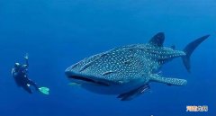 世界上最大的鱼鲸鲨20米 世界上最大的鱼类