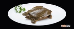 蒸甲鱼要蒸多长时间 甲鱼要蒸多长时间