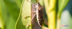 天牛是什么 什么是天牛