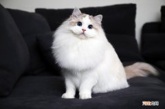 布偶猫有哪些特点 布偶猫价格多少钱一只