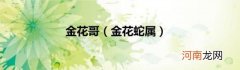 金花蛇属 金花哥