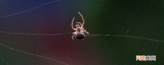蜘蛛的生活习性有哪些 关于蜘蛛的生活习性