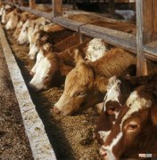 国内的肉牛养殖成本 肉牛养殖成本和利润2022