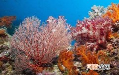 珊瑚礁是活的还是死的 珊瑚虫是动物还是植物