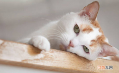 幼猫拉稀便血能自愈吗 小猫拉稀带血怎么办