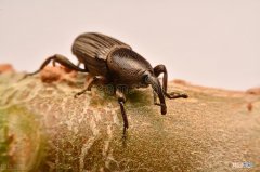 去除阴虱卵最好小窍门 阴虱怎么彻底去除