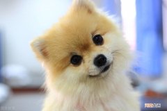 宠物狗博美寿命一般多少年 博美狗狗的寿命有多长