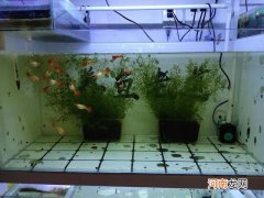 孔雀鱼苗陆续死掉什么原因 孔雀鱼苗多久可以跟大鱼一起养