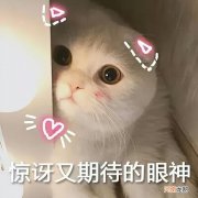 宠物猫图片大全可爱 十大漂亮的猫咪图片