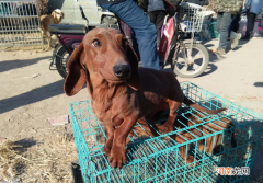 什么狗狗体型小又好养 小型狗狗品种大全及图片