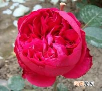 红龙到底哪里好呢 红龙月季的优缺点