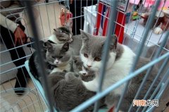 英短猫常见的几种颜色的价格 重点色英短多少钱一只