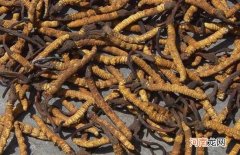 冬虫夏草越大越好吗 冬虫夏草一根多少钱呢