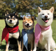 不同颜色的柴犬价格不同 柴犬价格多少钱一只