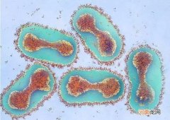 世界上最危险的病毒及等级 世界上最厉害的病毒