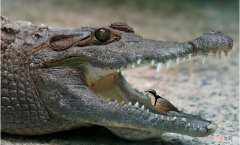 鳄鱼与牙签鸟存在什么互生关系 牙签鸟和鳄鱼的关系